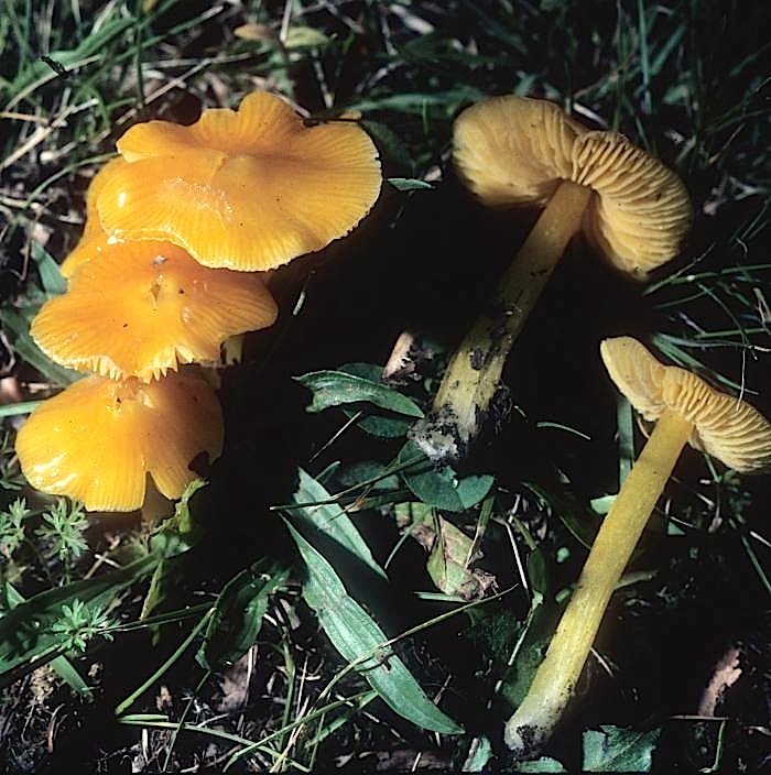 Hygrocybe psittacina var. perplexa image