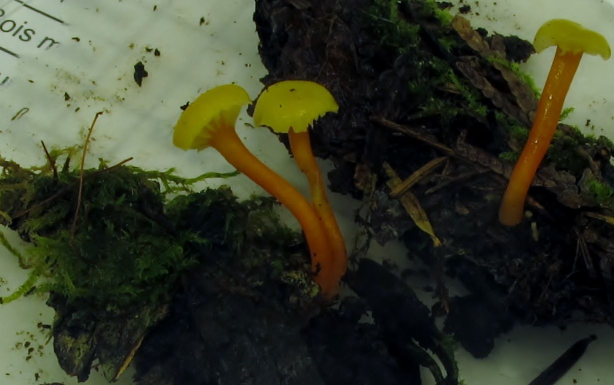 Hygrocybe subminutula image