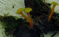 Hygrocybe subminutula image