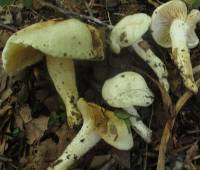 Hygrophorus eburneus image