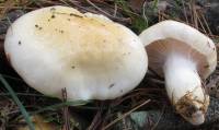 Hygrophorus flavodiscus image