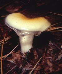 Hygrophorus flavodiscus image