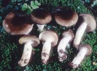 Hygrophorus fuligineus image