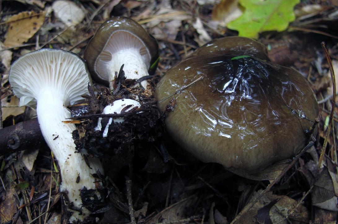 Hygrophorus fuligineus image