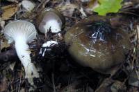 Image of Hygrophorus fuligineus