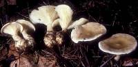 Ampulloclitocybe clavipes image