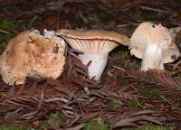 Hygrocybe pratensis image