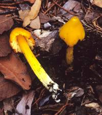 Hygrocybe acutoconica image