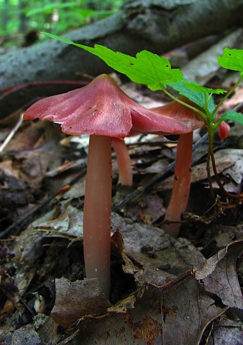 Hygrocybe calyptriformis var. calyptriformis image