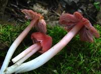 Hygrocybe calyptriformis var. calyptriformis image