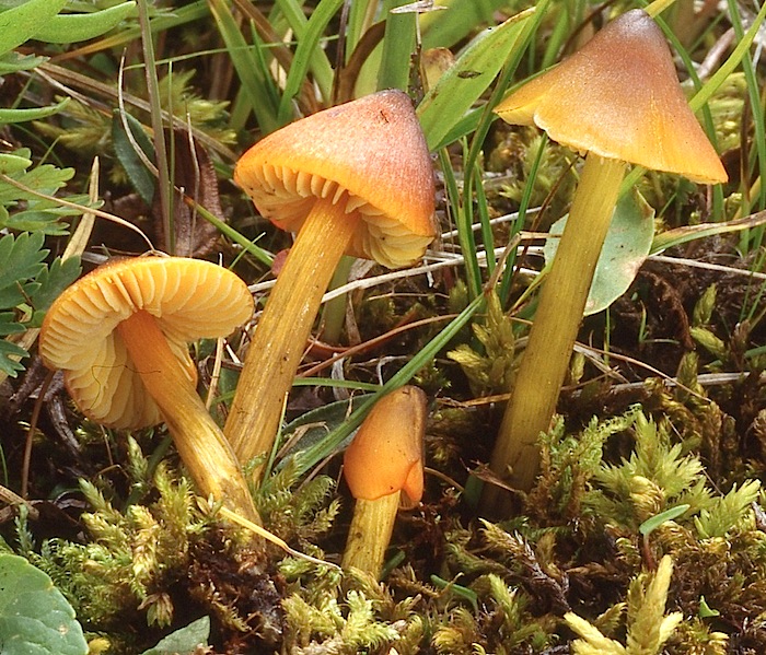 Hygrocybe image