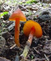 Hygrocybe conica image