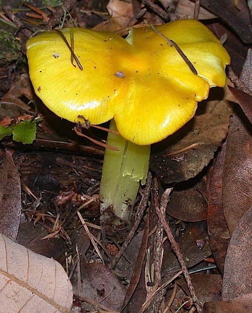 Hygrocybe chlorophana image