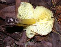 Hygrocybe chlorophana image