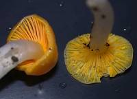 Hygrocybe flavifolia image