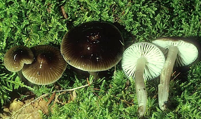 Hygrocybe irrigata image