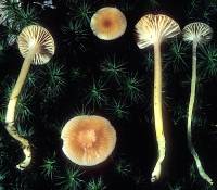 Hygrocybe laeta var. laeta image