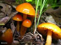 Hygrocybe minutula image