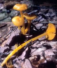 Hygrocybe nitida image