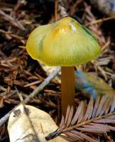 Hygrocybe olivaceonigra image