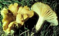 Hygrocybe pratensis image