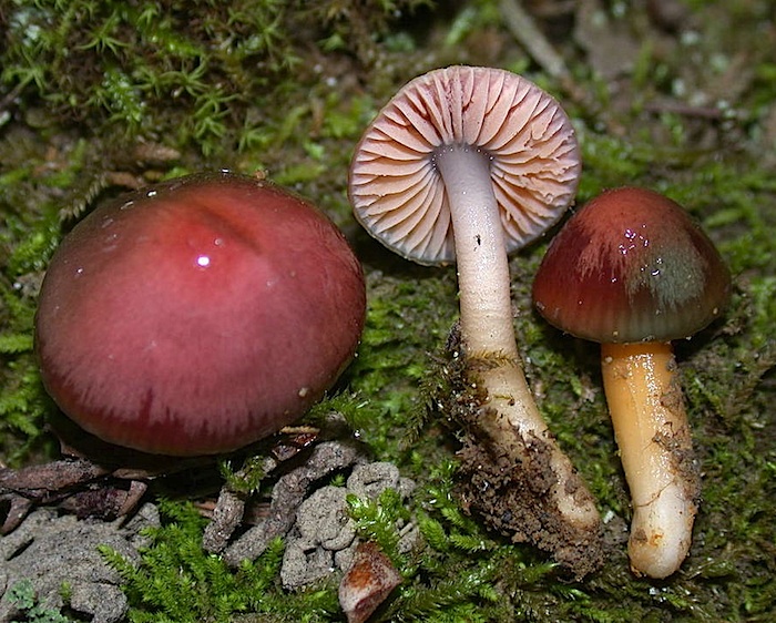 Hygrocybe psittacina var. californicus image