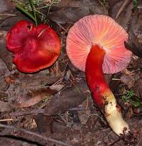 Hygrocybe punicea image