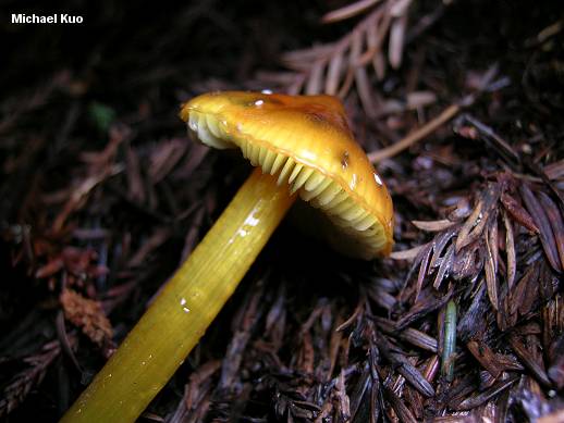 Hygrocybe singeri var. singeri image