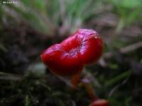 Hygrocybe subminutula image