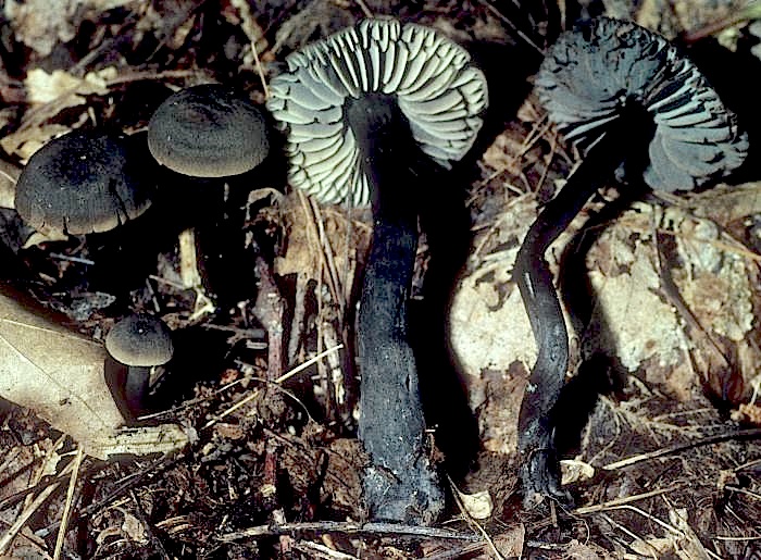 Hygrocybe subovina image