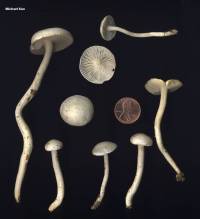 Hygrocybe virginea var. virginea image