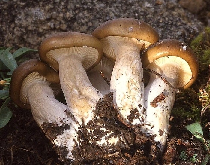 Hygrophorus calophyllus image