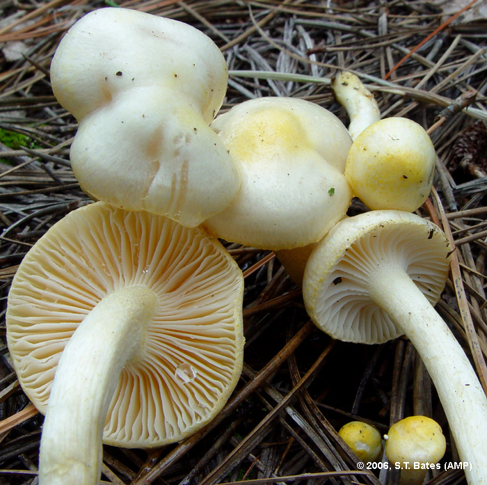 Hygrophorus chrysodon image