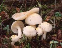 Hygrophorus chrysodon image