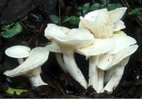 Hygrophorus erubescens image