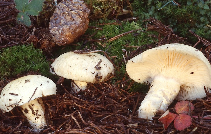 Hygrophorus gliocyclus image