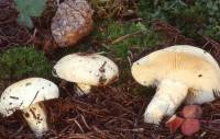 Image of Hygrophorus gliocyclus