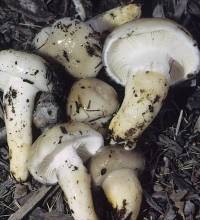 Hygrophorus glutinosus image