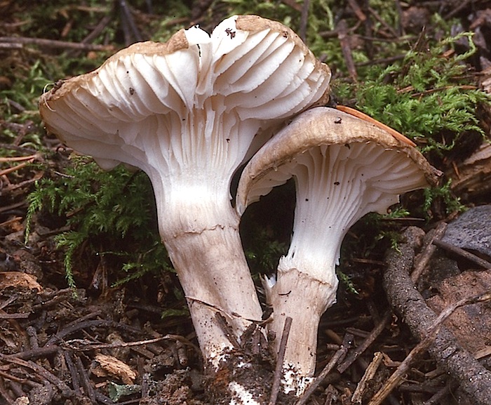 Hygrophorus inocybiformis image