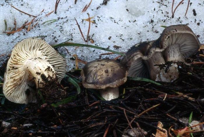 Hygrophorus marzuolus image