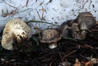 Image of Hygrophorus marzuolus