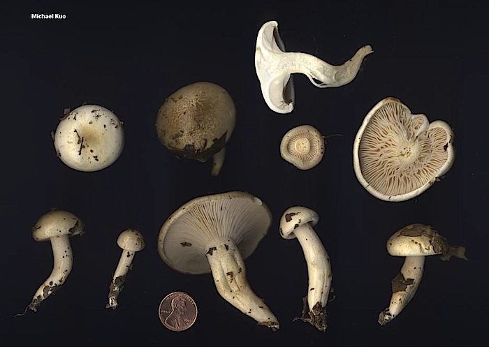 Hygrophorus occidentalis image