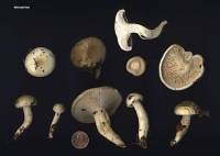 Image of Hygrophorus occidentalis