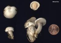 Hygrophorus occidentalis image