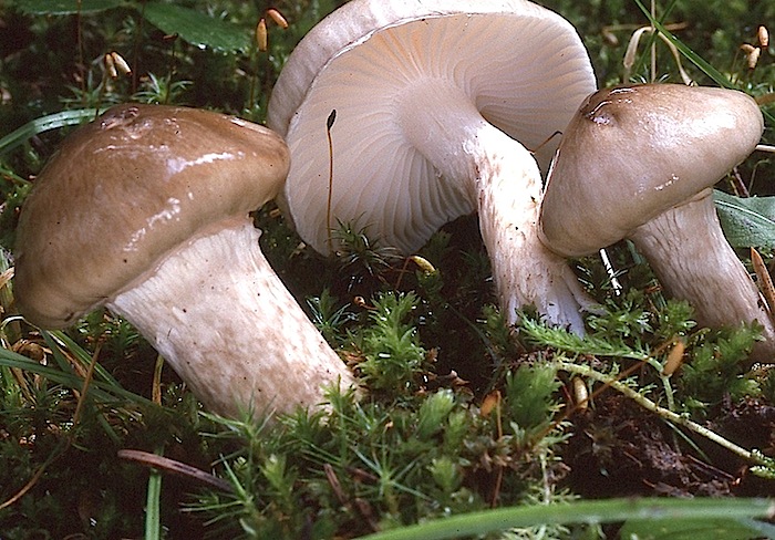 Hygrophorus olivaceoalbus image