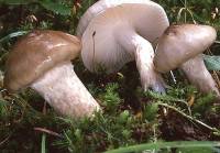 Image of Hygrophorus olivaceoalbus