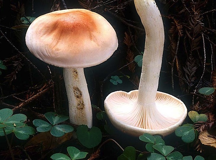 Hygrophorus pudorinus var. fragrans image