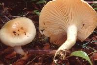 Hygrophorus pudorinus image