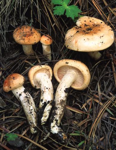 Hygrophoraceae image