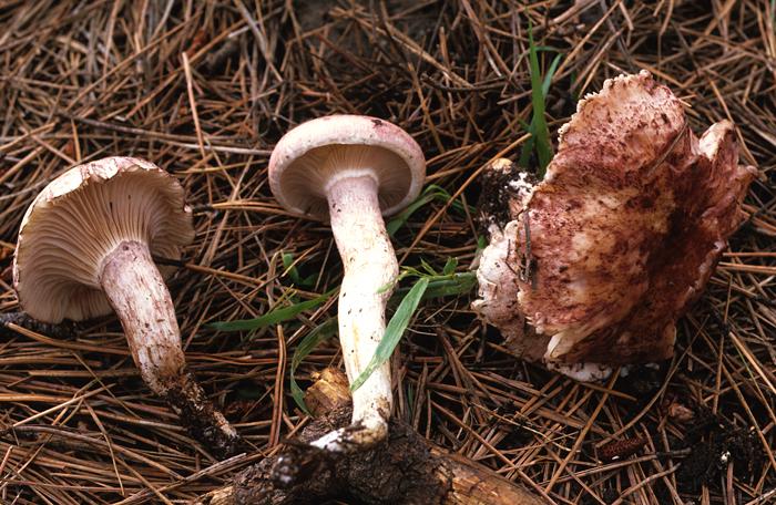 Hygrophorus purpurascens image